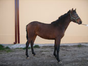 gavilan